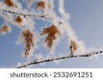 Delicate Hoarfrost And Snow On Leaves On A Saskatchewan Winter Day