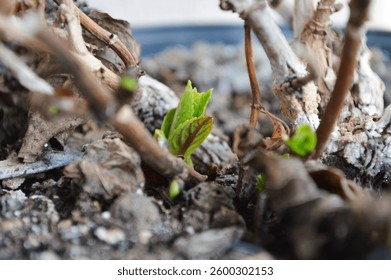 Delicate hydrangea buds begin to sprout, marking the arrival of spring and the renewal of life. These tender green shoots symbolize growth, hope, and new beginnings, embodying the beauty