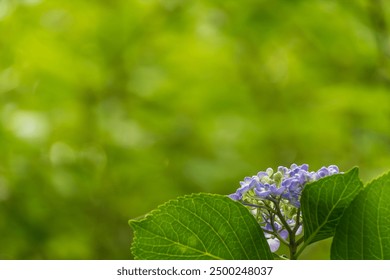 A delicate hydrangea flower cluster with soft purple and blue hues, peeking from behind vibrant green leaves.  - Powered by Shutterstock