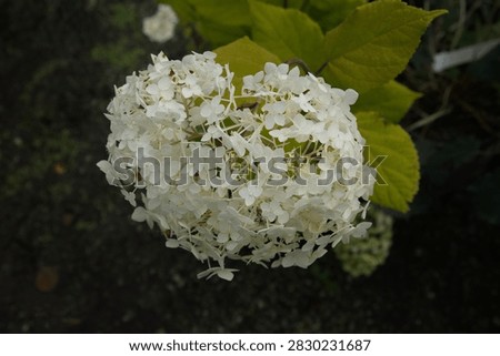 A delicate Hydrangea paniculata 'Phantom' with leaves showing below