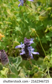 Delicate Inflorescence And Leaves Of Plectranthus Forsteri