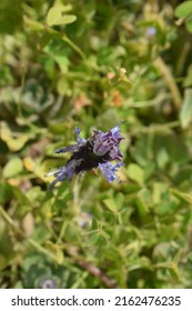 Delicate Inflorescence And Leaves Of Plectranthus Forsteri