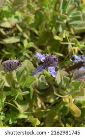 Delicate Inflorescence And Leaves Of Plectranthus Forsteri