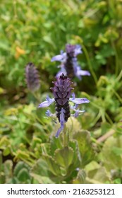 Delicate Inflorescence And Leaves Of Plectranthus Forsteri