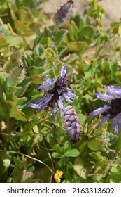 Delicate Inflorescence And Leaves Of Plectranthus Forsteri