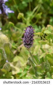 Delicate Inflorescence And Leaves Of Plectranthus Forsteri