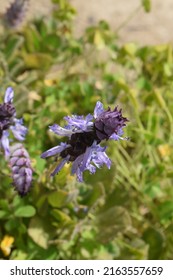 Delicate Inflorescence And Leaves Of Plectranthus Forsteri