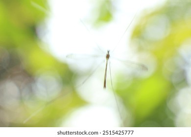 A delicate insect hovers against a blurred green background. - Powered by Shutterstock