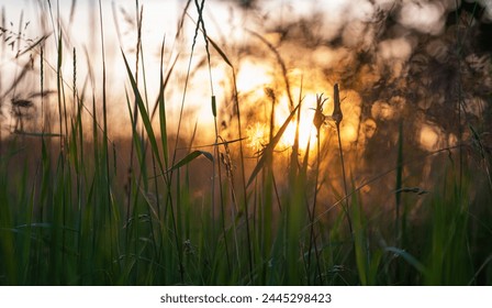 the delicate interplay of light and shadow as the sun sets, its rays peeking through the lush grass, highlighting the intricate silhouettes of wildflowers and seed heads