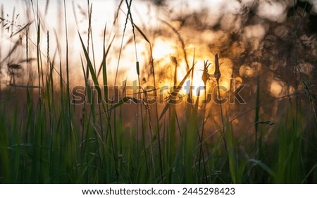 the delicate interplay of light and shadow as the sun sets, its rays peeking through the lush grass, highlighting the intricate silhouettes of wildflowers and seed heads