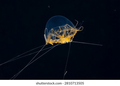 Delicate jellyfish with trailing tentacles drifting in the dark open ocean at night