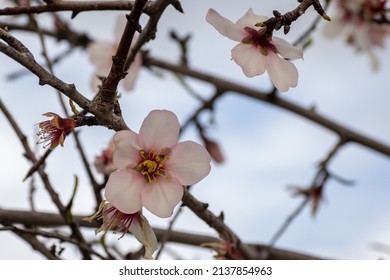 71件の 水彩 くるみ イラスト の写真素材 画像 写真 Shutterstock