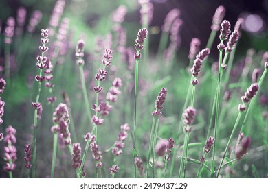 Delicate Lavender Blossoms In Morning Light - Powered by Shutterstock