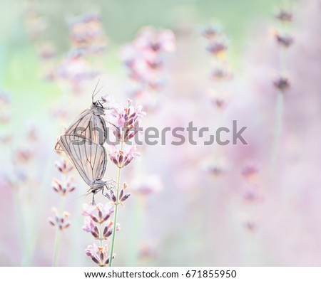 Similar – Pigeon tail in whirring flight