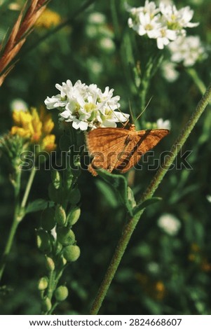 Delicate lepidoptera insect perched on white wildflower head during warm summer day