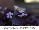 Delicate light purple False Shamrock flowers with soft green centers are framed by dark, purple-tinted leaves. A soft bokeh background emphasizes the contrast between the flowers and their foliage.