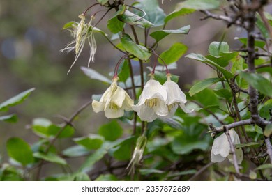 Delicate light yellow flower of Clematis cirrhosa vine which grows wild climbing trees in Israel. Other names  Early Virgin's Bower,  Traveler's Joy, Jingle Bells, Wisely Cream
					