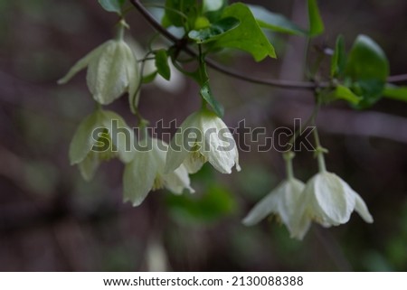 Delicate light yellow flower of Clematis cirrhosa vine which grows wild climbing trees in Israel. Other names  Early Virgin's Bower,  Traveller's Joy, Jingle Bells, Wisely Cream
