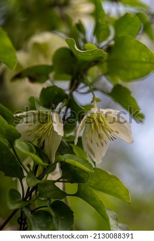 Delicate light yellow flower of Clematis cirrhosa vine which grows wild climbing trees in Israel. Other names  Early Virgin's Bower,  Traveller's Joy, Jingle Bells, Wisely Cream
