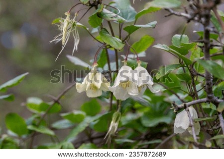 Delicate light yellow flower of Clematis cirrhosa vine which grows wild climbing trees in Israel. Other names  Early Virgin's Bower,  Traveler's Joy, Jingle Bells, Wisely Cream
