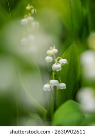 Delicado lirio del valle florece sobre un fondo verde suave