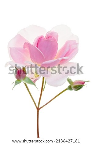 Delicate long-stemmed pink rose with two buds isolated on white symbolic of love and romance with copy space for a greeting to a sweetheart for Valentines, Mothers Day, wedding or special occasion