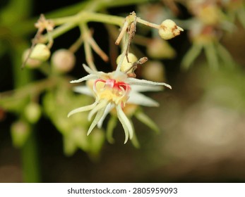 A delicate macro capture of a small star-shaped forest flower displaying intense red and yellow details in the center.