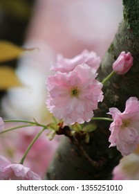 Delicate macro of a Kanzan Double Cherry tree blossom in all its glory with a new bud in the background.