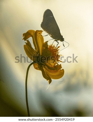 Similar – Image, Stock Photo Delicate macro shot of a half-withered, orange lampion flower with a network of leaf veins