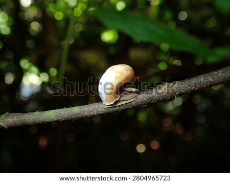 A delicate macro shot of a miniature light-colored wild snail resting on a thin plant stem with soft green forest background blur.