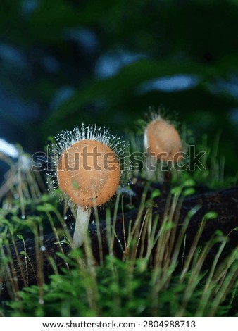 A delicate macro shot showing two small hairy cup fungi (Cookeina tricholoma) sprouting beautifully from a bed of fresh green moss in the forest.