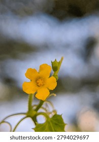 A delicate macro shot of a tiny yellow flower blooming on a green stem against a soft, heavily blurred background.