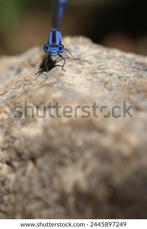 Delicate modern blue damselfly perched on a gray rock in it's nature wild habitat