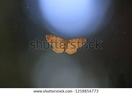 delicate moth on screen door in front of blurred night background