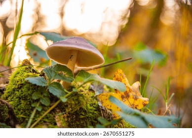 A delicate mushroom grows on a patch of green moss in a forest during autumn. An ant climbs its stem, highlighted by the warm, golden light of the setting sun creating beautiful bokeh.