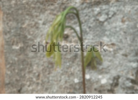 Delicate native plant with slender stems and unique drooping leaf clusters. Grown naturally in open areas, free from chemicals or artificial care. Valued for traditional uses, herbal remedies, or as a rare addition to plant collections. Healthy, freshly harvested, and carefully packed to preserve quality. Easy to cultivate or use as natural material.