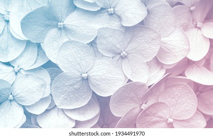 Delicate natural floral background in light blue and violet pastel colors. Texture of Hydrangea flowers in nature with soft focus, macro.