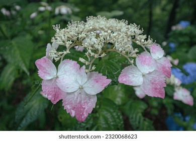 Delicate natural floral background in light pink pastel colors. Hydrangea flowers in nature close-up with soft focus. - Shutterstock ID 2320068623