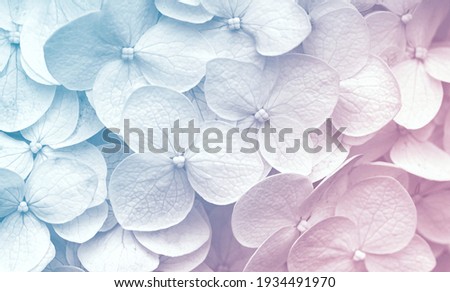 Delicate natural floral background in light blue and violet pastel colors. Texture of Hydrangea flowers in nature with soft focus, macro.