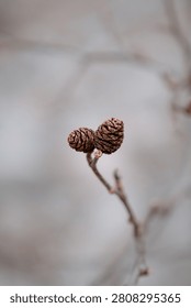 Delicate pair of tiny pine cones on a leafless twig against a soft blurred background, ideal for nature and seasonal concepts.