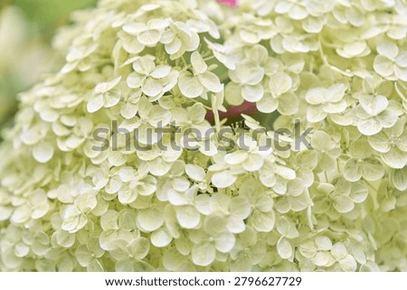 Delicate pale green hydrangea clusters fill frame under gentle daylight, showcasing intricate petal textures. Soft muted background highlights floral elegance