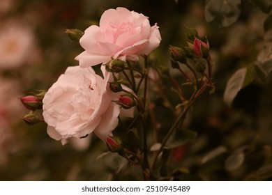 Delicate pale pink roses blooming amidst lush green foliage, capturing the soft beauty of a romantic garden scene. Ideal for floral marketing, wedding invitations, or nature-focused projects. - Powered by Shutterstock