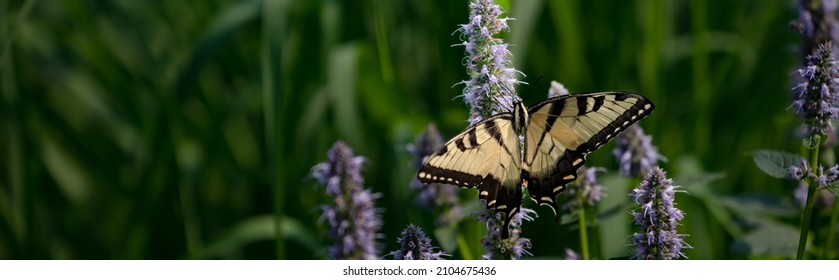 166 Pale tiger swallowtail Images, Stock Photos & Vectors | Shutterstock