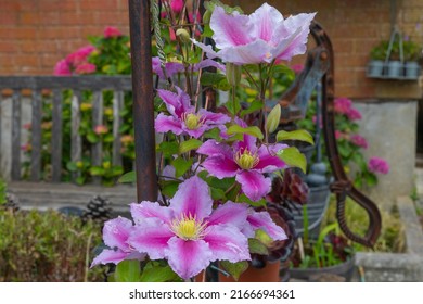 Delicate Paper Like Blooms Of The Climbing Clematis Piilu