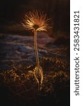 A delicate pasqueflower glows in the warm backlight of the setting sun, highlighting its fine hairs and intricate structure. The soft bokeh and golden hues create a magical atmosphere..