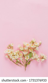 Delicate pastel pattern with white jasmine flowers on light pink background. Flat lay. Top view with copy space