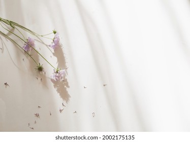 delicate pastel purple wild flowers are laid out on a white background. soft shadows on the background. copy space. top view.
wild flowers background.  - Shutterstock ID 2002175135
