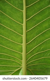 The delicate patterns within a leaf come alive under macro lens focus