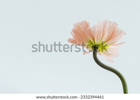 Delicate peach pink poppy flower stem and bud on white background. Aesthetic close up view floral composition