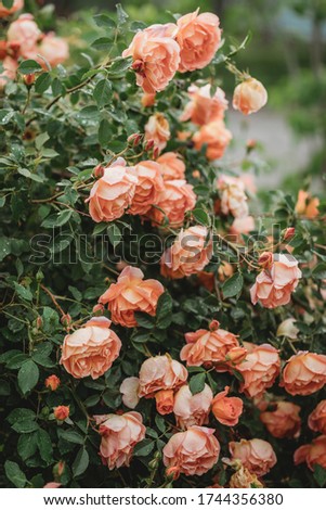 Delicate peach roses in a full bloom in the garden. Close-up photo. Dark green background. Orange floribunda rose in the garden. Garden concept. Rose flower blooming on background blurry roses flower 